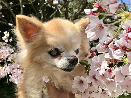愛犬と桜