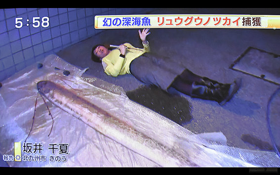 幻の深海魚リュウグウノツカイ捕獲を身体をはってレポートする坂井千夏